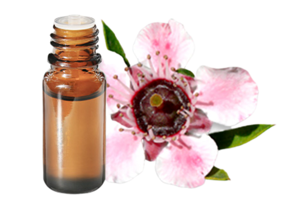 FT-Plante HE-Manuka-removebg-preview
