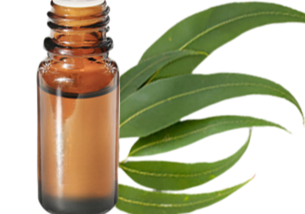 FT-Plante HE-Eucalyptus-radie-removebg-preview