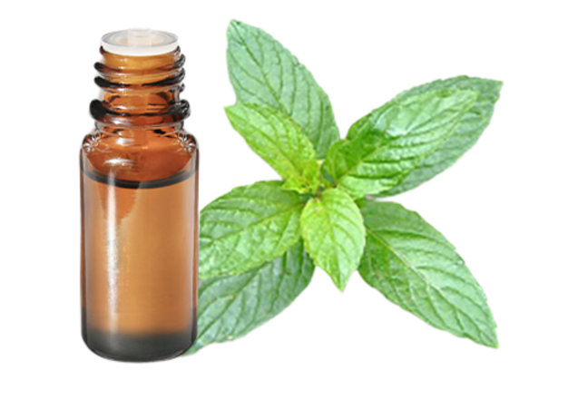 FT-Plante HE-Menthe-citronnee-removebg-preview