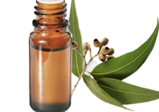 FT-Plante HE-Eucalyptus-globulus-removebg-preview