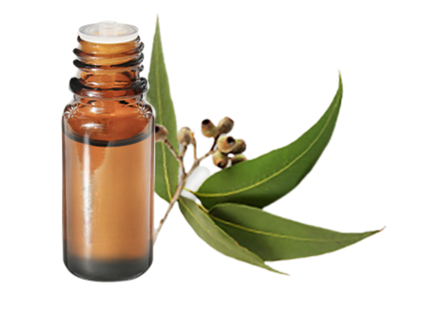FT-Plante HE-Eucalyptus-globulus-removebg-preview