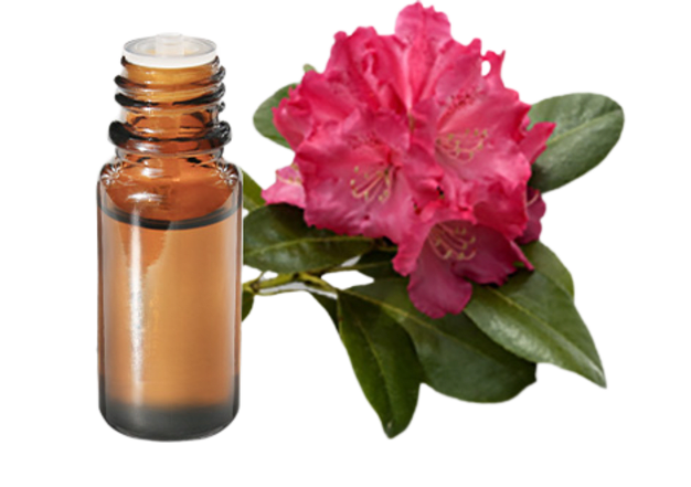 FT-Plante HE-Rhododendron-removebg-preview
