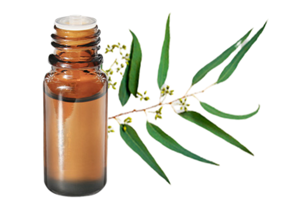 FT-Plante HE-Eucalyptus-citronne-removebg-preview