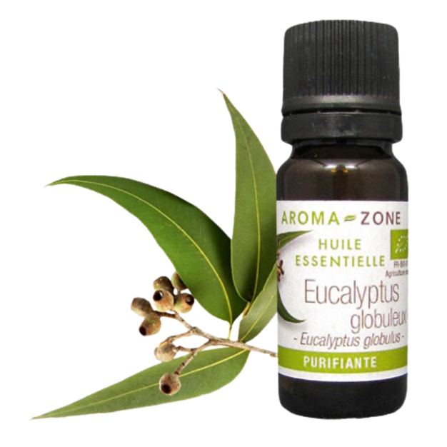 Huile essentielle Eucalyptus globulus BIO