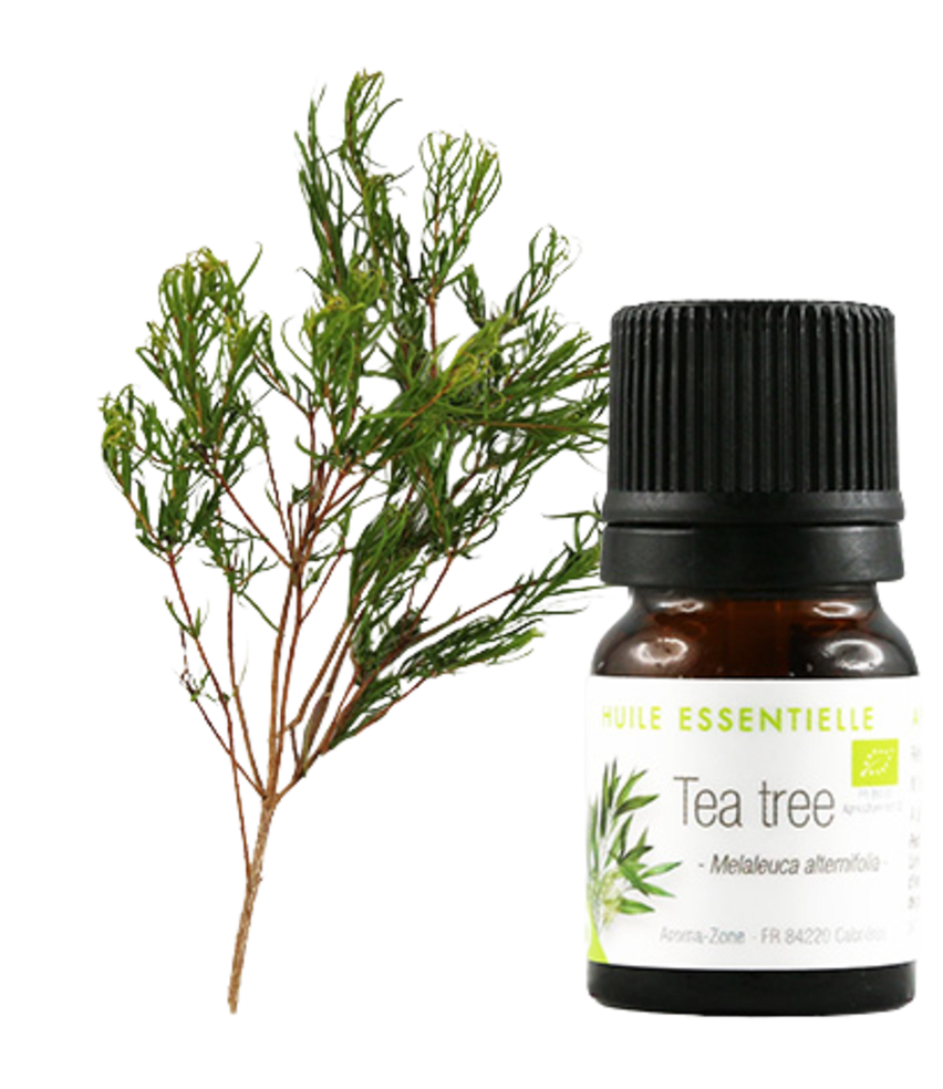 Huile essentielle Tea Tree (Arbre à thé) BIO d'Aroma Zone
