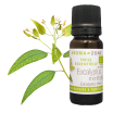 Huile essentielle Eucalyptus mentholé BIO