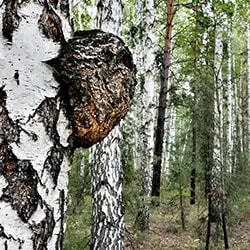 CA_Extrait-de-Chage-BIO-Bouleau_250px250px.webp