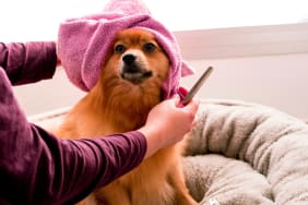 Soins naturels pour nos compagnons : Comment chouchouter nos animaux pour leur bien-être ?