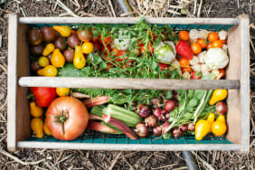 Protéger son potager efficacement et naturellement des insectes ravageurs