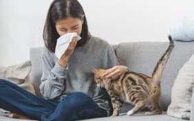 Allergia ai gatti: cause e sintomi