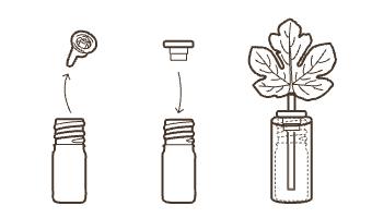 utilisation capilla figuier