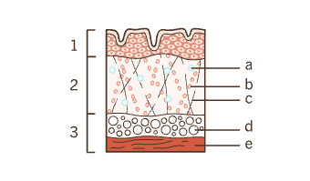 Shéma peau mature vect