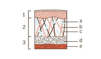 Shéma peau jeune vect