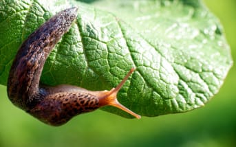 Une méthode pour lutter contre les limaces efficacement au naturel