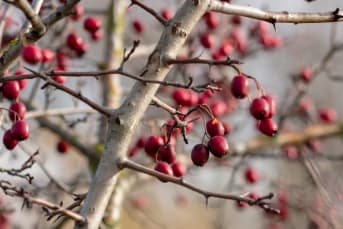 L'Aubépine (Crataegus) : origines, bienfaits et conseils d'utilisation