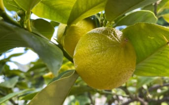 Bergamote : Propriétés, bienfaits et utilisations