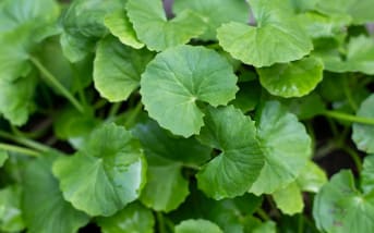 Centella asiatica : définitions, bienfaits et utilisations