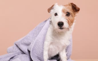 Chien mouillé en été: comment éliminer les mauvaises odeurs naturellement