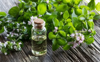 Marjolaine sauvage (Origanum vulgare) : définition, propriétés et bienfaits