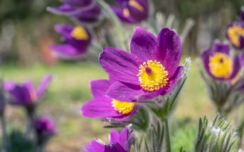 Anémone pulsatille (Pulsatilla vulgaris) : définitions, propriétés et bienfaits