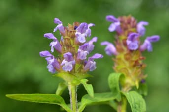 Brunelle commune (Prunella vulgaris) : définition, propriétés et bienfaits
