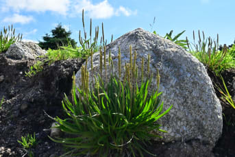 Le Plantain (Plantago) : ses bienfaits et nos conseils de préparation