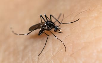 Chikungunya : causes et symptômes