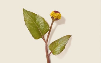 Spilanthes: l'attivo anti-età