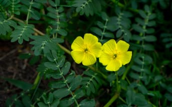Quels sont les bienfaits du Tribulus terrestris ?