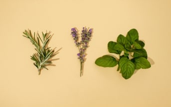 5 herbes aromatiques à cultiver sans effort pour un quotidien plus naturel