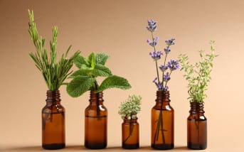 La Bourrache (borago officinalis) : bienfaits et conseils d'utilisation