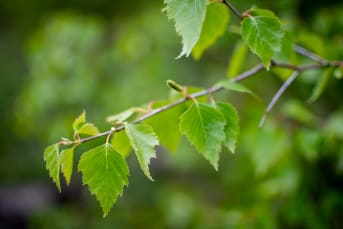 Les bienfaits du Bouleau (sève, écorce et feuilles)