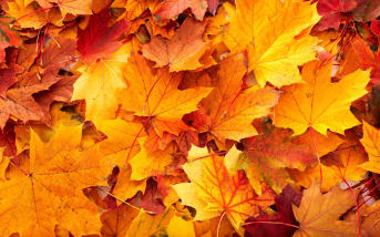 L’automne arrive : comment booster ses défenses naturellement ?