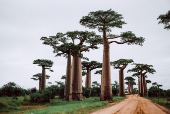 Beauté et santé : quels sont les bienfaits de la poudre de Baobab, et comment l'utiliser ?