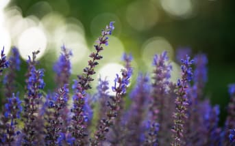 Sauge russe (Perovskia atriplicifolia) : définition, propriétés et bienfaits