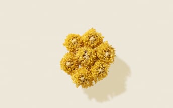 Hélichryse (immortelle) : Bienfaits, propriétés et utilisations 