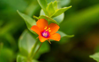 Mouron rouge (Anagallis arvensis) : définition, propriétés et bienfaits