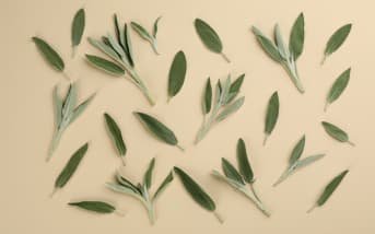 Sauge : définitions, propriétés et bienfaits