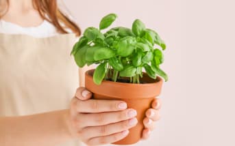 Basilic d'été : fraîcheur végétale et bienfaits naturels