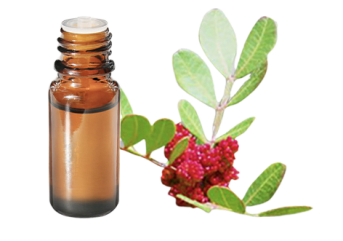 Olio essenziale di Lentisco