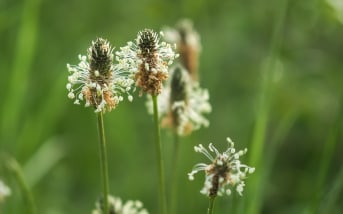 Plantain lancéolé (Plantago lanceolata) : définition, propriétés et bienfaits