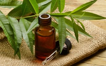 Verveine officinale : Propiétés, bienfaits et utilisations