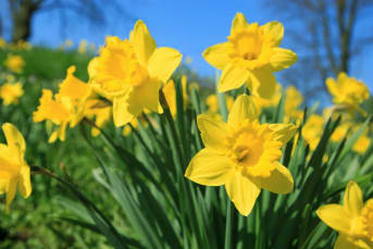 Narcisse (Narcissus pseudonarcissus) : définition, propriétés et bienfaits