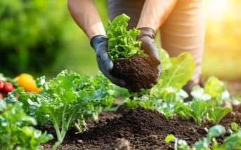 Planter en mai, récolter l’abondance : le jardin au rythme du printemps