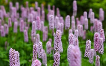 Renouée bistorte (Persicaria bistorta) : définition, propriétés et bienfaits
