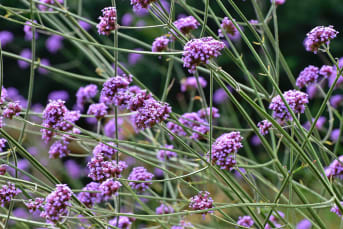 La Verveine (Verbena) : ses bienfaits et nos conseils de préparation