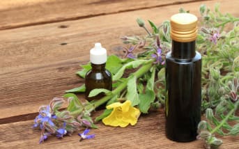 Bourrache officinale (Borago officinalis) : définition, propriétés et bienfaits