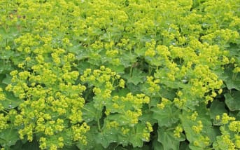 Alchémille (Alchemilla vulgaris) : Définition, bienfaits et utilisations