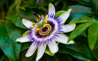 Passiflore grimpante (Passiflora edulis) : définition, propriétés et bienfaits