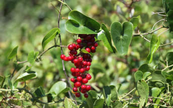 Salsepareille (Smilax aspera) : définition, propriétés et bienfaits